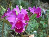 Laeliocattleya (Laeliocattleya culminant)