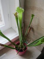 Špirlice bělolistá (Sarracenia leucophylla)