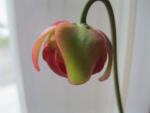 Špirlice bělolistá (Sarracenia leucophylla)