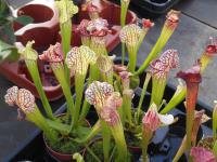 Špirlice bělolistá (Sarracenia leucophylla)