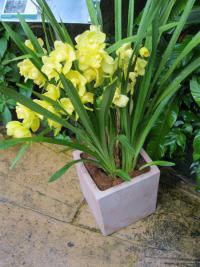 Cymbidium (Cymbidium)