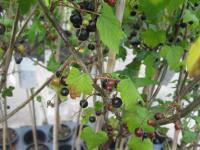 Rybíz černý (Ribes nigrum)