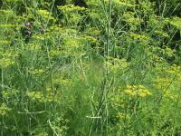 Fenykl obecný (Foeniculum vulgare) Fenykl obecný (Foeniculum vulgare)