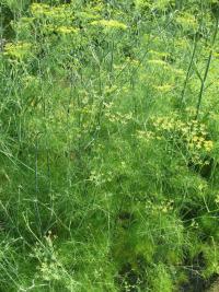 Fenykl obecný (Foeniculum vulgare) Fenykl obecný (Foeniculum vulgare)