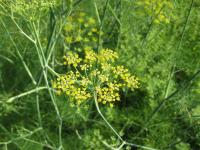 Fenykl obecný (Foeniculum vulgare) Fenykl obecný (Foeniculum vulgare)