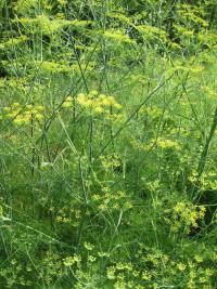 Fenykl obecný (Foeniculum vulgare) Fenykl obecný (Foeniculum vulgare)
