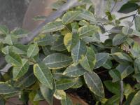 Jasmínovník vonný Variegata (Trachelospermum jasminoides)