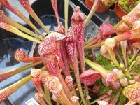 Špirlice 'Scarlet Belle' (Sarracenia x wrigleyana)