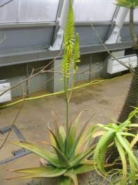 Aloe pravá