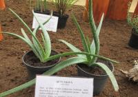 Aloe pravá (Aloe vera)