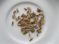Fenykl obecný (Foeniculum vulgare) Fenykl obecný (Foeniculum vulgare)