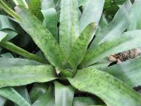 Kanistrovka (Canistrum fragrans)