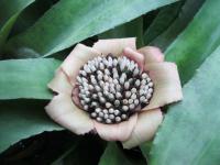 Kanistrovka (Canistrum fragrans)