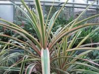 Ananasovník chocholatý (Ananas comosus)