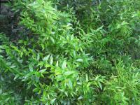 Myrta obecná (Myrtus communis)