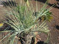 Bucie (Butia capitata)