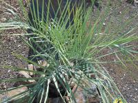 Bucie (Butia capitata)