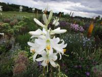 Lilie bělostná (Lilium candidum) Lilie bělostná (Lilium candidum)