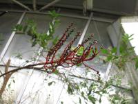 Chamedorea (Chamaedorea schiedeana)