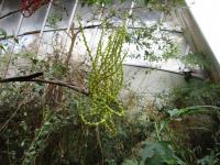 Chamedorea (Chamaedorea schiedeana)