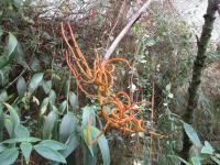 Chamedorea (Chamaedorea schiedeana)