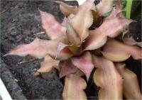 Kryptantus (Cryptanthus bivittatus)