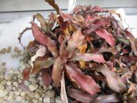 Kryptantus (Cryptanthus bivittatus)