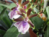 Chomoutovka 'Alan Greatwood' (Zygopetalum)