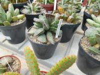 Adromischus (Adromischus cooperi)