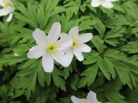 Wood Anemone