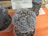Astrofytum 'Super Kabuto'