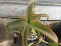 Aloe (Aloe vanbalenii)