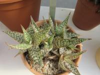Aloe (Aloe ruffingiana)
