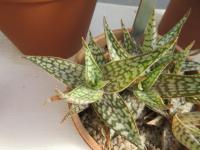 Aloe (Aloe ruffingiana)