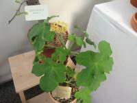 Dávivec odulý (Jatropha podagrica)