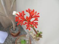 Dávivec odulý (Jatropha podagrica)