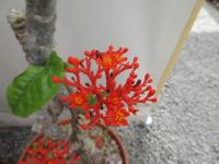 Dávivec odulý (Jatropha podagrica)