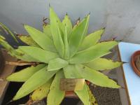 Agáve (Agave mitis)