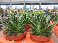 Aloe (Aloe)