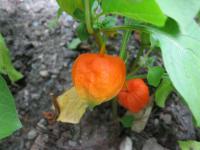 Mochyně židovská (Physalis alkekengi)