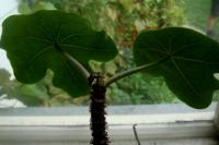 Dávivec odulý (Jatropha podagrica)