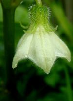 Mochyně židovská (Physalis alkekengi)