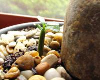 Adénium tučné (Adenium obesum)