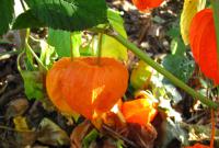 Mochyně židovská (Physalis alkekengi)