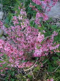 Mandloň nízká (Prunus tenella)