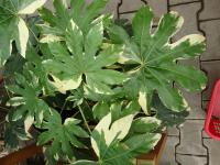 Prodara japonská (Fatsia japonica)