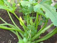 Patizon 'Delikates' (Cucurbita pepo var patissoniana)