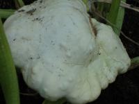 Patizon 'Delikates' (Cucurbita pepo var patissoniana)