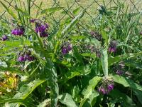 Kostival lékařský (Symphytum officinale)