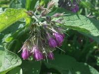 Kostival lékařský (Symphytum officinale)